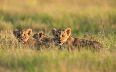 Three Small Lion cubs at Amboseli National Park,Kenya,Africa