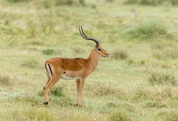 Naklejka na ściany i meble Impala Gazelle seen at Amboseli national Park,Kenya,Africa