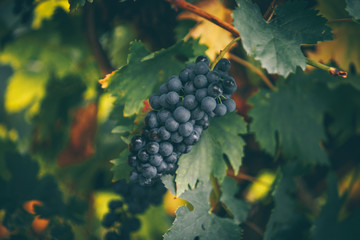 Red grapes autumn on the vineyard.