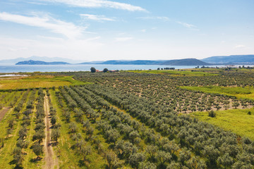 Fototapeta na wymiar Aerial view large drone plantation with olive trees, planted in straight rows against a background of blue sea and mountain tops. Olive garden. Olive tree - the symbol of Greece. Tourism, travel