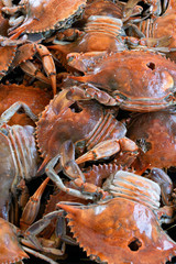 Cooked red crabs, delicious healthy seafood