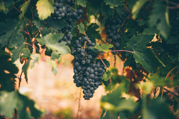 Grapes in hand, harvest in autumn.