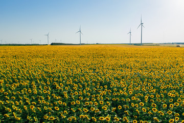 Blooming sunflowers beautiful agricultural field. Bright yellow petals of sunflowers sway a light wind and the rays of the sun make their way through them against the sky. Soft light of the sun