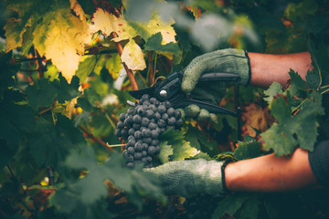 Grapes in hand, harvest in autumn. - 293283632