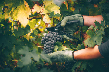 Grapes in hand, harvest in autumn. - obrazy, fototapety, plakaty
