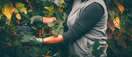 Grapes in hand, harvest in autumn.