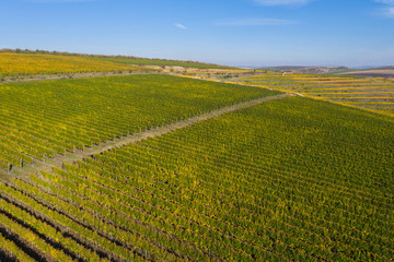 Aerial view of vineyard