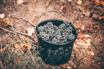 Packed with grapes. Grape bucket in autumn.