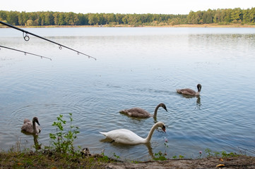 white swans with small swans on the lake