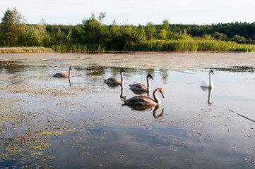white swans with small swans on the lake