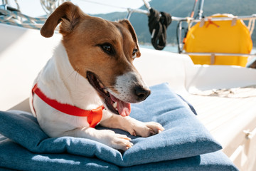 Portrait of a dog Jack Russel Terrier lying on a decorative pillow on board a sailing yacht in the light of the sun's rays in the afternoon in summer against the backdrop of mountains and the sea