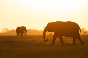 Fototapeta na wymiar African elephants with Setting sun at Amboseli National Park,Kenya,Africa