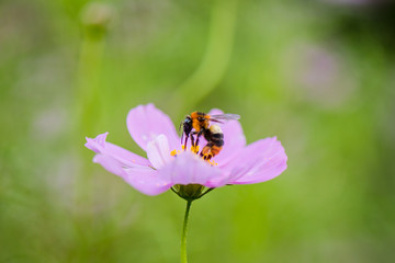 Macro pictures of small things during the rainy season.21