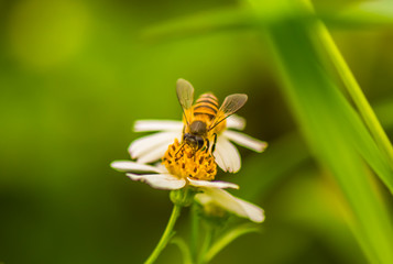 Macro pictures of small things during the rainy season.14