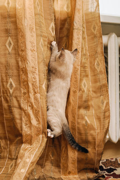 Thai Cat Hanging On The Curtain