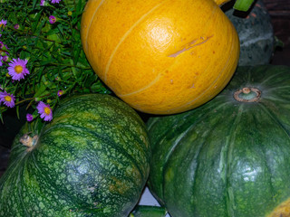 Autumn or Thanksgiving Bouquet with pumpkins and purple flowers.