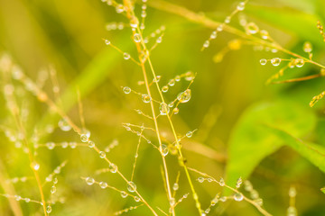 Macro pictures of small things during the rainy season.2