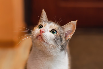 happy cat face with wet mouth after eating
