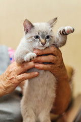 elderly female hands holding a kitten looking at camera