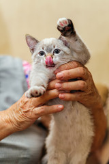 elderly female hands holding a kitten looking at camera