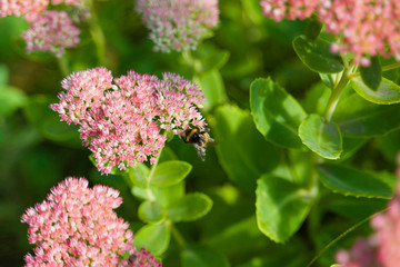 one bumblebee pollination a small flowers