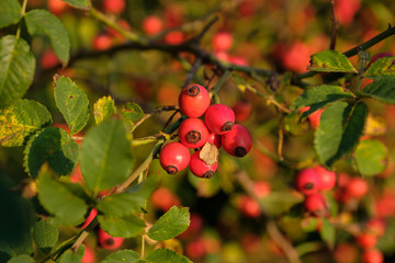 Vogelbeere (lat. Sorbus aucuparia)