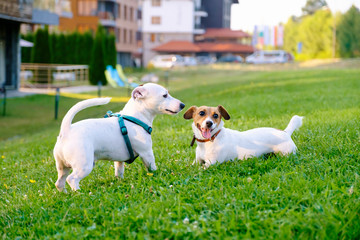 Two dogs of breed Jack Russell Terrier play on the lawn with lawn green grass near a family resort in the mountains in the summer on a sunny day. Lifestyle