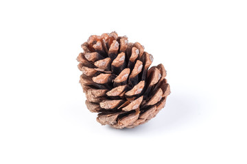 Beautiful brown pine cone or cone of another coniferous tree isolated on white background