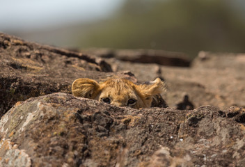 Lion Cubs resting on the rocks  at Masai Mara Game Reserve,Kenya,Africa