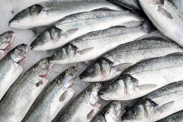 Obraz premium Beautifully laid out sea bass fish and sea bass on the counter of the fish market for the best choice of buyers buyers. Peeled sea fish in a crate at the port city fish town market. Pattern