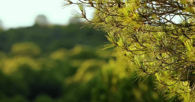 Pire tree branch with win blowing and blurred background - close-up view with a drone - environmental and nature concept