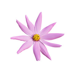 Pink flower of cosmos isolated on a white background