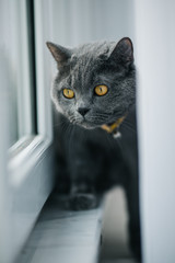 British Shorthair. Cute funny cat on window sill