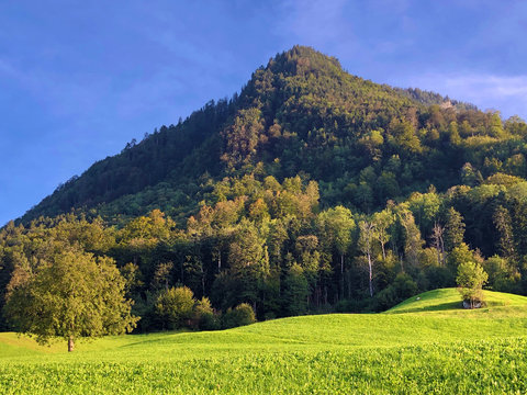 Mountain peak Nollen with mixed forest and along Lake Lucerne or Vierwaldstaetersee lake (Vierwaldstattersee or Vierwalds&auml;ttersee), Buochs - Canton of Nidwalden, Switzerland