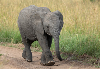 Obraz premium Baby Elephant walking on a forest Trail at Masai Mara Game Reserve,Kenya,Africa