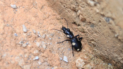 Insect