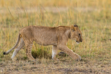 Lion Cub walking towards the pack at Masai Mara Game Reserve,Kenya,Africa