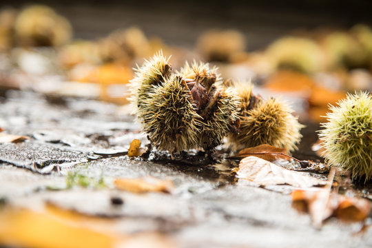 Maronen E&szlig;kastanien in gr&uuml;ner Stachel Schale, braunes Laub und regen nasse Stra&szlig;e bei Sammeln Ernte drau&szlig;en im Herbst