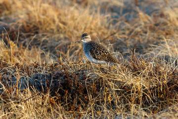 Wood sandpiper (Tringa glareola). Beautiful wild bird in the tundra. Golden morning light at dawn. Wildlife of the Arctic. The end of May in the far north. Chukotka, Siberia, Far East of Russia.