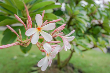 Tropical flowers, white and pink flowers are called plumeria and frangipani trees. Plumeria has water droplets that bloom.Soft-focus image.
