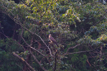 Naklejka na ściany i meble gray faced buzzard on a tree