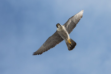 The soaring peregrine falcon (Falco peregrinus). Big beautiful wild bird. Photo taken in the wild in the far north in the Arctic. Nature and wildlife of Siberia. Chukotka, Far East of Russia.