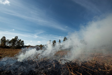 a column of smoke in the field, fires, fire in nature, the destruction of tree plants.