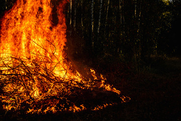 Forest fires, fire in nature, the destruction of tree plants.