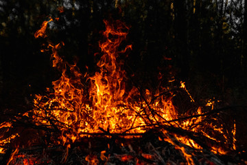 Forest fires, fire in nature, the destruction of tree plants.