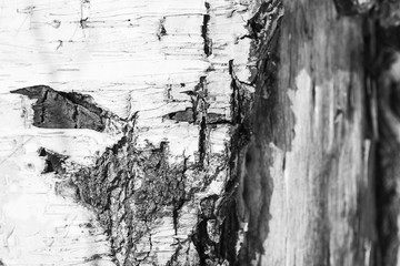 Bark of a birch tree closeup, black and white