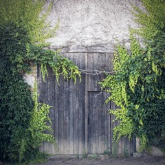 porte ancienne envahie par le lierre
