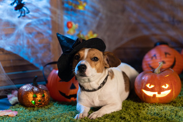 Happy Halloween. Dog Pet Jack Russell Terrier In Costume
