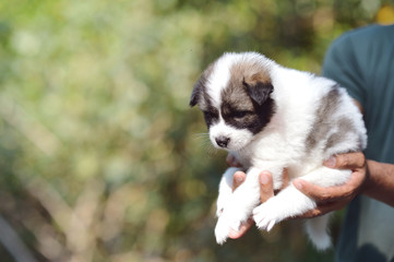 Bangkaew puppy is cute, furry.
