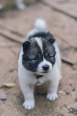 Bangkaew puppy is cute, furry.